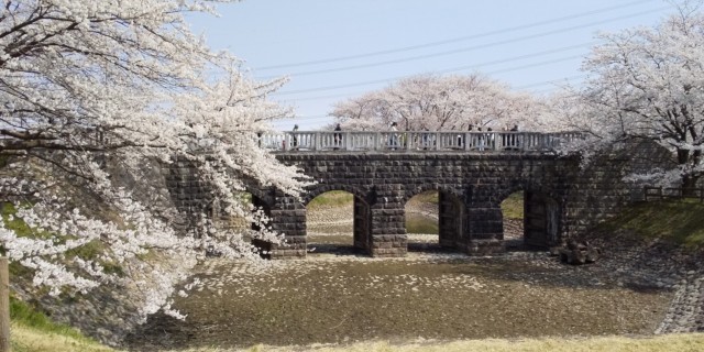 加治川治水公園の桜