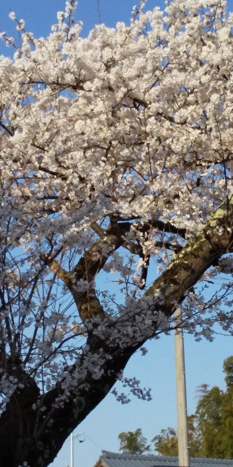 聖籠町桜満開2023