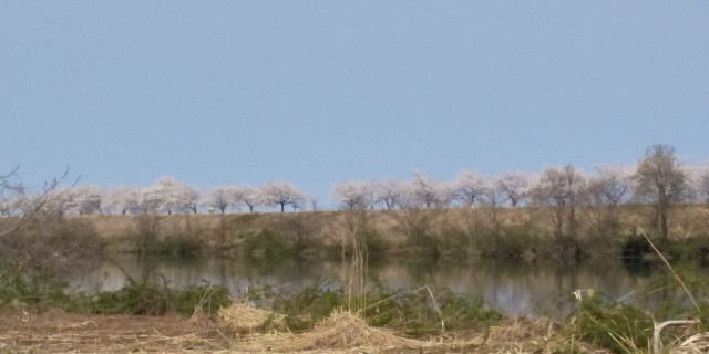 島潟加治川沿いの桜対岸