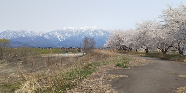 島潟の加治川沿い桜
