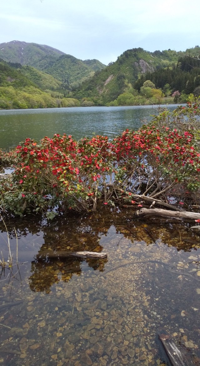 内の倉湖の湖面に咲く赤い花