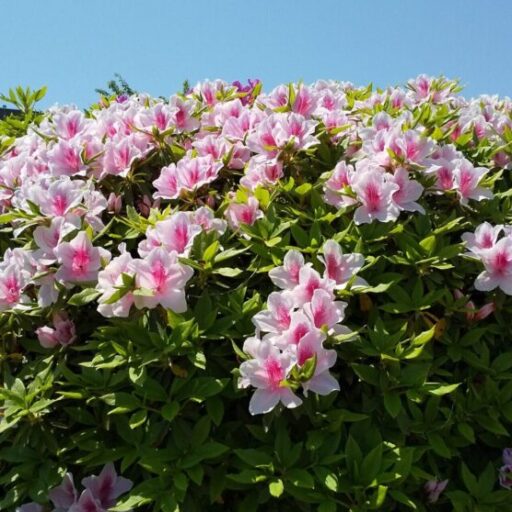 聖籠町移住ナビ